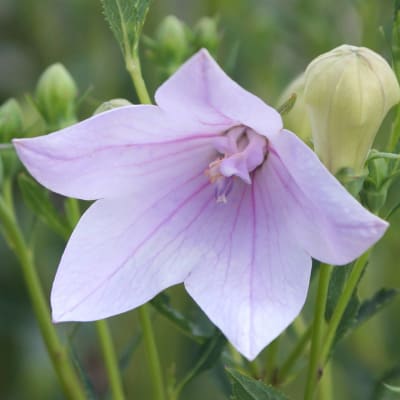 Platycodon grandiflorus 'Mother of Pearl'