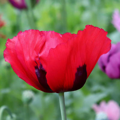 Poppy 'Afghan Mix Reselected'