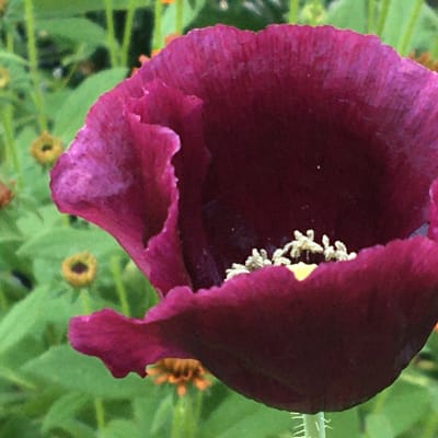 Poppy 'After Midnight'