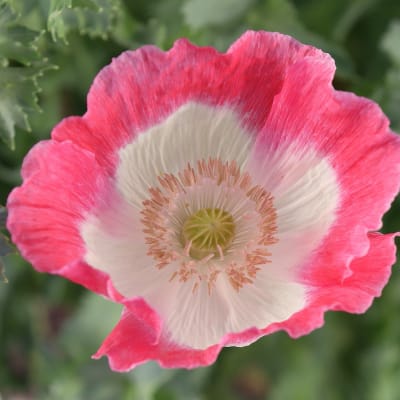 Poppy 'Amphora'