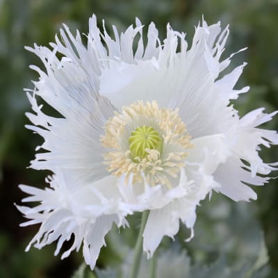 Poppy 'Amphora Snowflake'