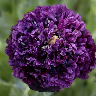 Poppy 'Black Peony'