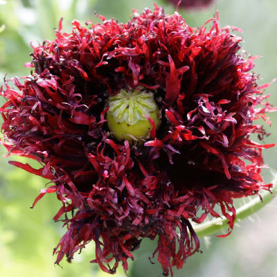 Poppy 'Black Swan'