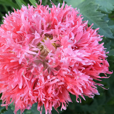 Poppy 'Blushing Kate'