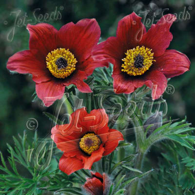 Pulsatilla vulgaris 'Red Bells'