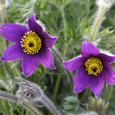 Pulsatilla vulgaris 'Violet Bells'