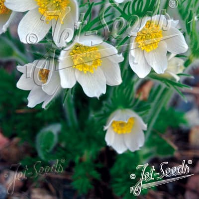 Pulsatilla vulgaris 'White Bells'