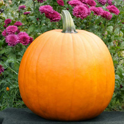 Pumpkin 'Howden's Field'