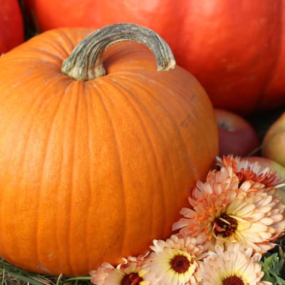 Pumpkin 'Sugar Pie'