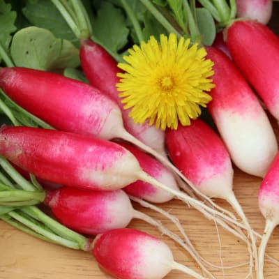 Radish 'French Breakfast'