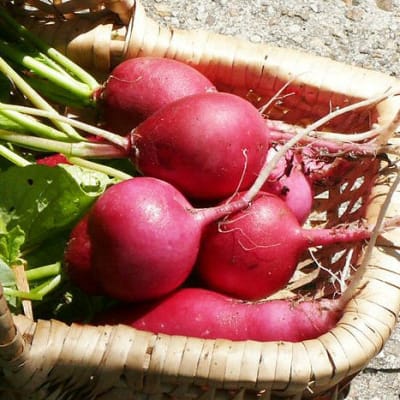 Radish 'German Giant'