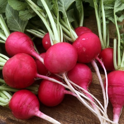 Radish 'German Giant'