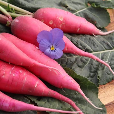 Radish 'Shunkyo'