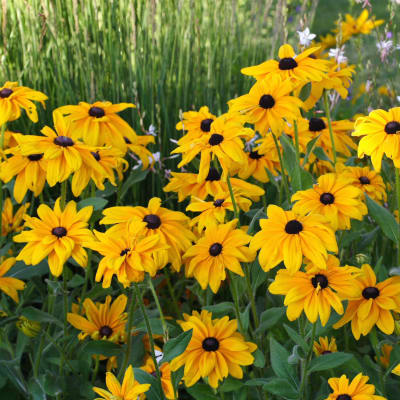 Rudbeckia seeds