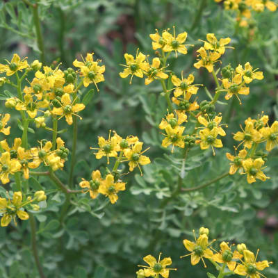 Rue seeds