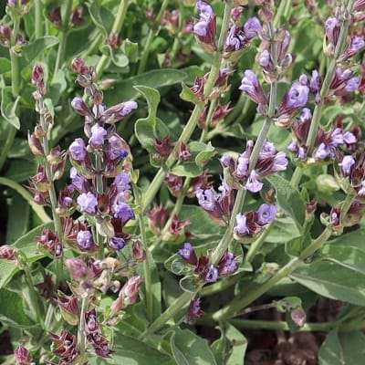 Sage 'Casola Valsenio'