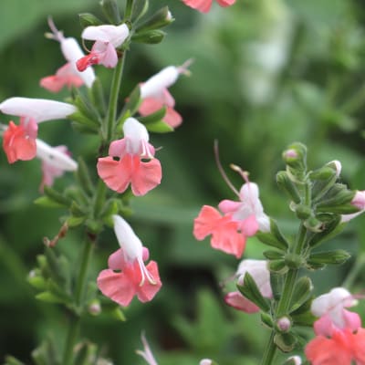 Salvia 'Coral Nymph'