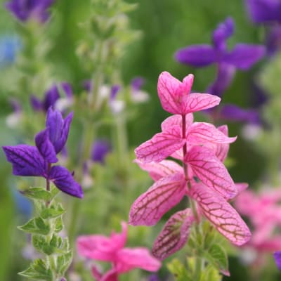 Salvia horminum 'Tricolor Mix'