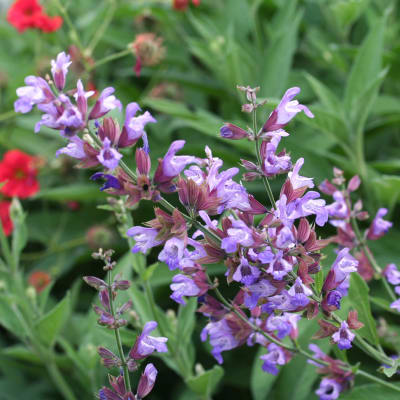 Sage seeds