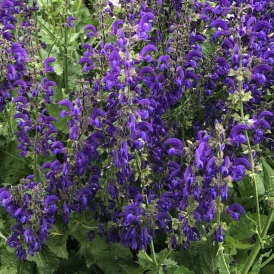 Salvia pratensis 'Twilight Serenade'
