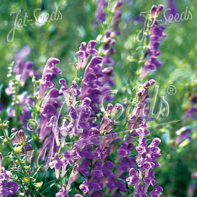 Scutellaria baicalensis 'BLBP 02'