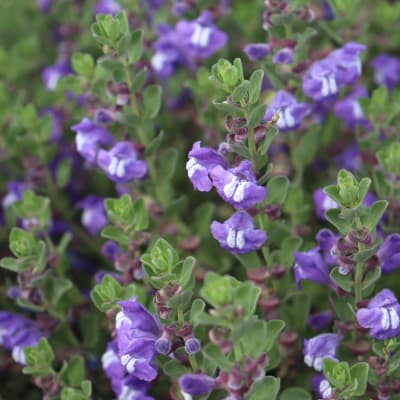 Scutellaria resinosa 'Smoky Hills'