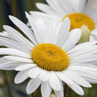 Shasta Daisy 'Silver Princess'