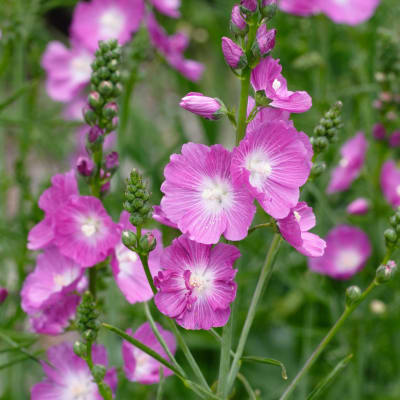 Sidalcea malviflora 'Party Girl'