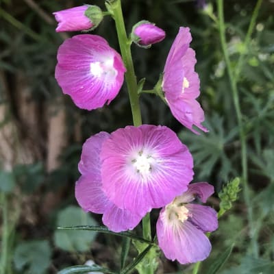 Sidalcea malviflora 'Purpetta'