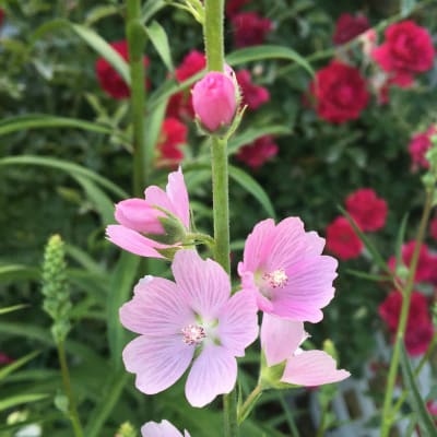 Sidalcea malviflora 'Rosaly'