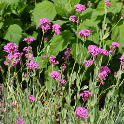 Silene orientalis