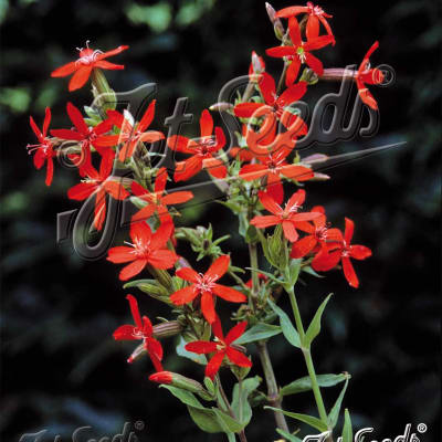 Silene regia