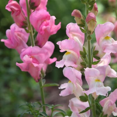 Snapdragon seeds