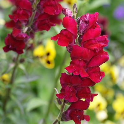 Snapdragon 'Black Prince'
