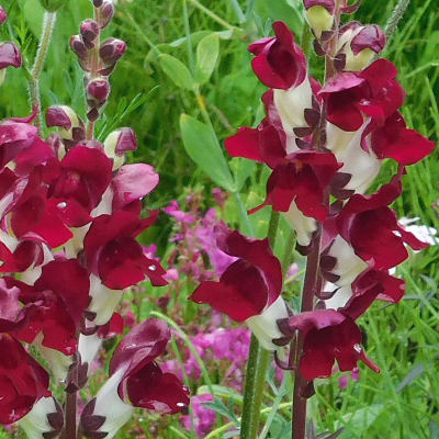 Snapdragon 'Night and Day'