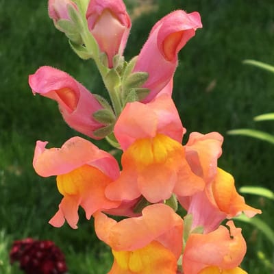 Snapdragon 'Orange Wonder'