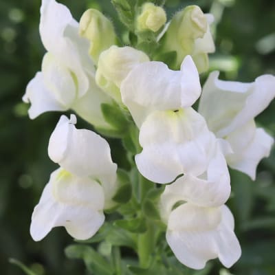 Snapdragon 'Royal Bride'