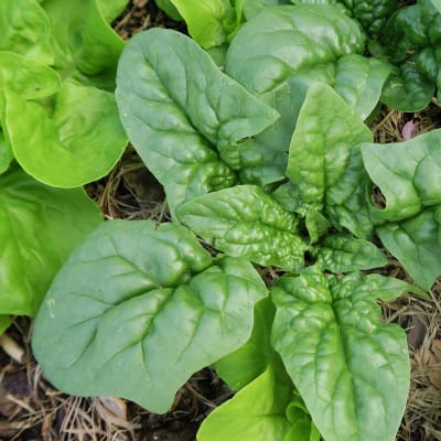 Spinach 'Bloomsdale Long Standing'