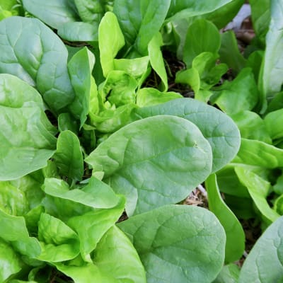 Spinach 'Giant Noble'