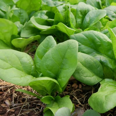 Spinach 'Viroflay'