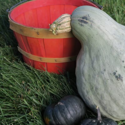 Squash 'Blue Hubbard'