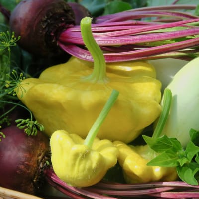 Squash 'Gelber Englischer Custard'