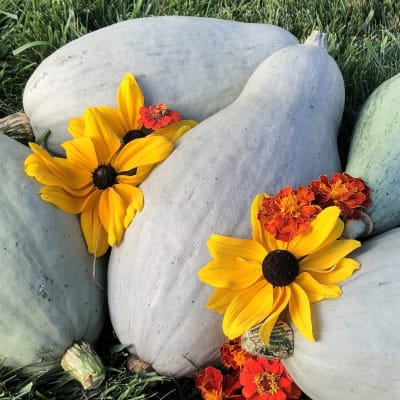 Squash 'Guatemalan Blue'