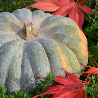 Squash 'Jarrahdale Pumpkin'