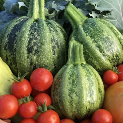 Summer Squash seeds