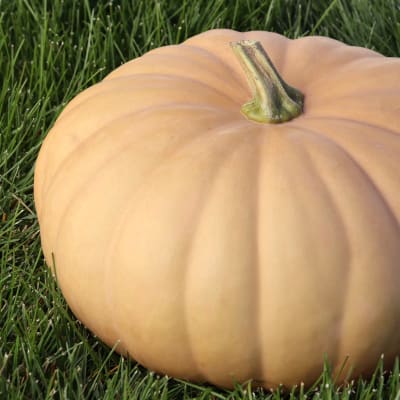 Squash 'Long Island Cheese'