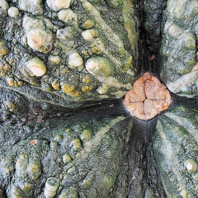 Squash 'Marina di Chioggia'