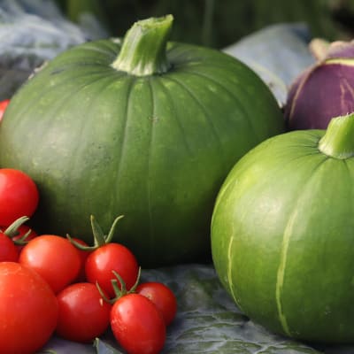 Squash 'Zapallito del Tronco'