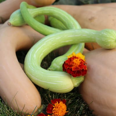 Squash 'Zucchino Rampicante'