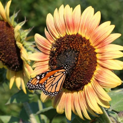 Sunflower seeds